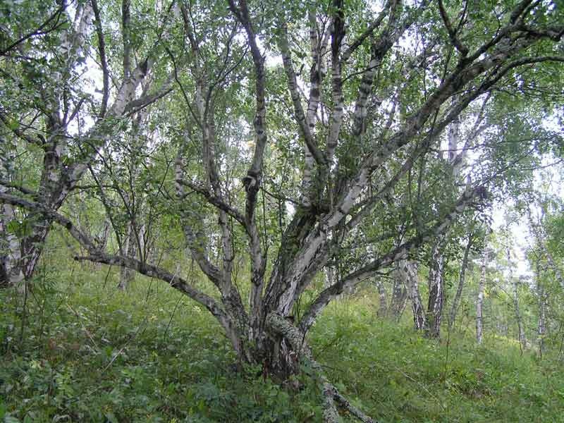 Жемчужина карельского леса