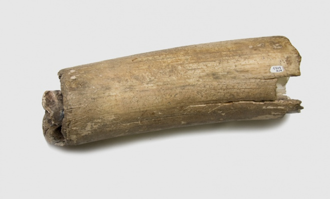 Единственная в Карелии находка фрагмента бивня мамонта (возраст 42600 лет)